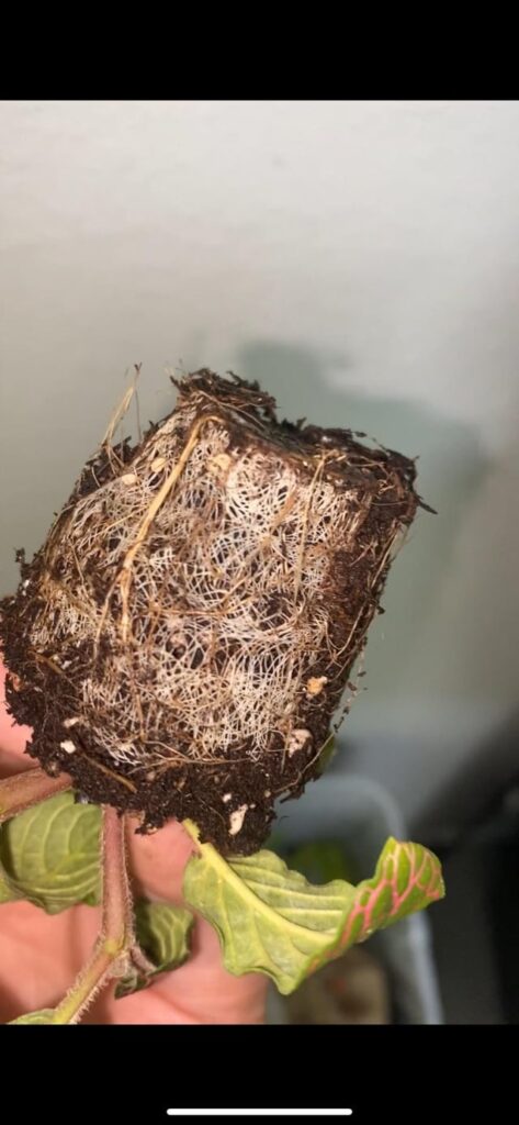 Nerve plant