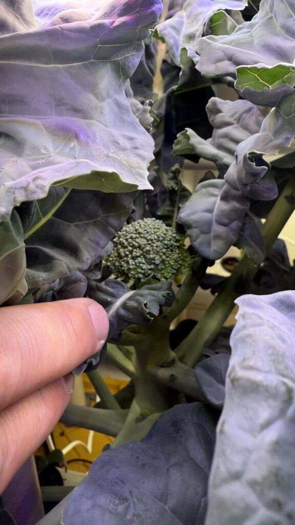 Broccoli forming a nice head