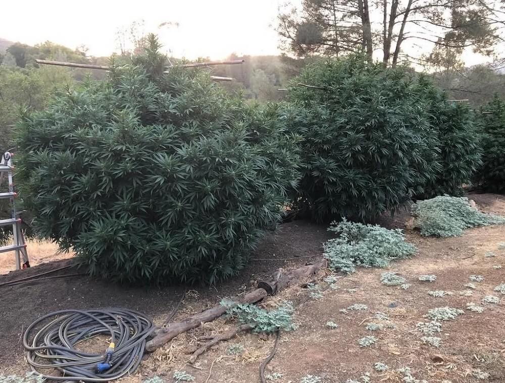 "If you take the time to make your soil healthy, it will give back to you tenfold."