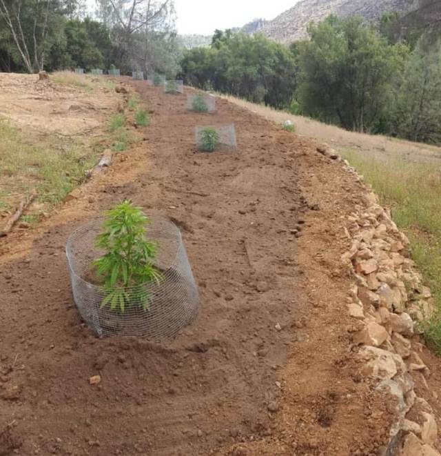 "If you take the time to make your soil healthy, it will give back to you tenfold."