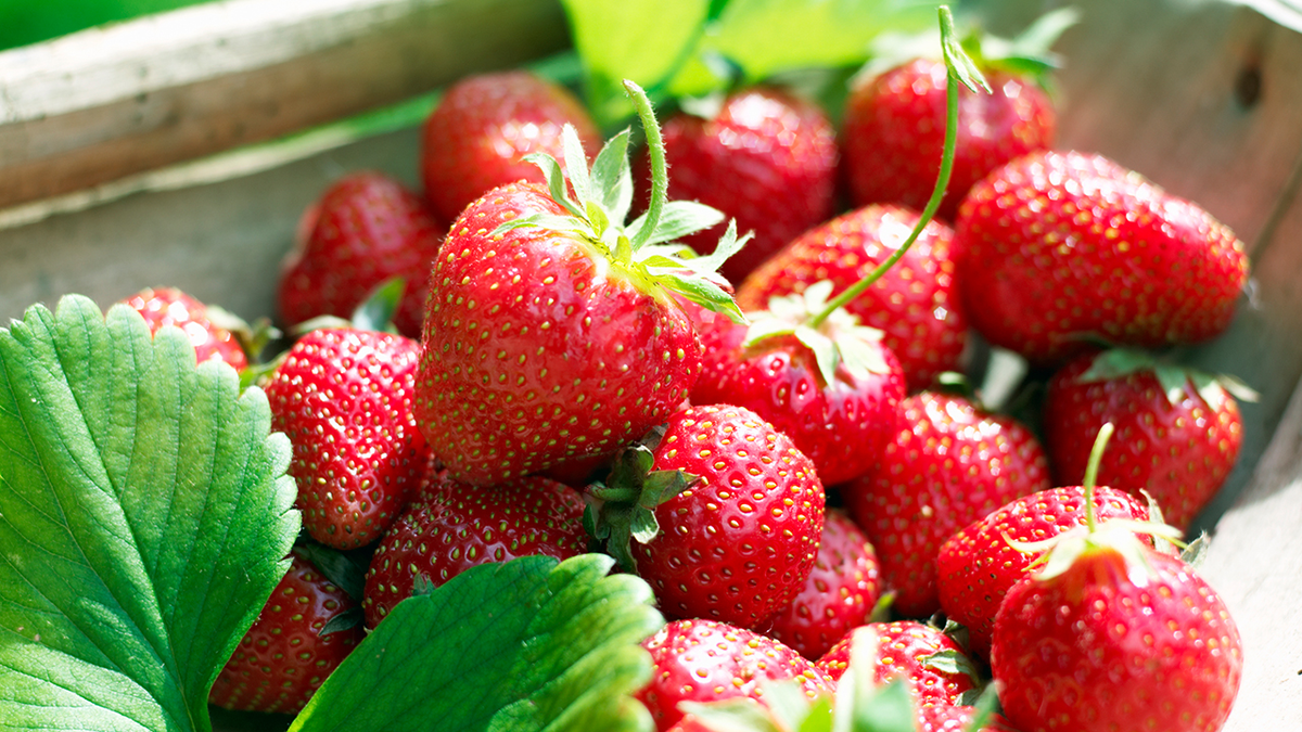 strawberries in a terracotta pot hanging off vines on the side