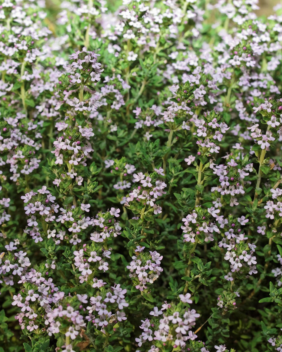 bunny resistant plants creeping thyme