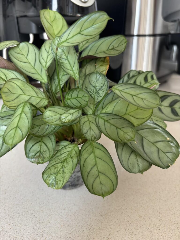 Discoloration appeared overnight ?!