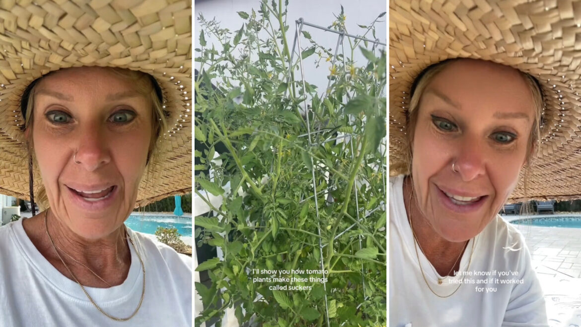 Gardener shares simple hack to grow seemingly endless supply of fresh tomatoes: ‘Who knew?’ "Had no idea! So interesting!"
