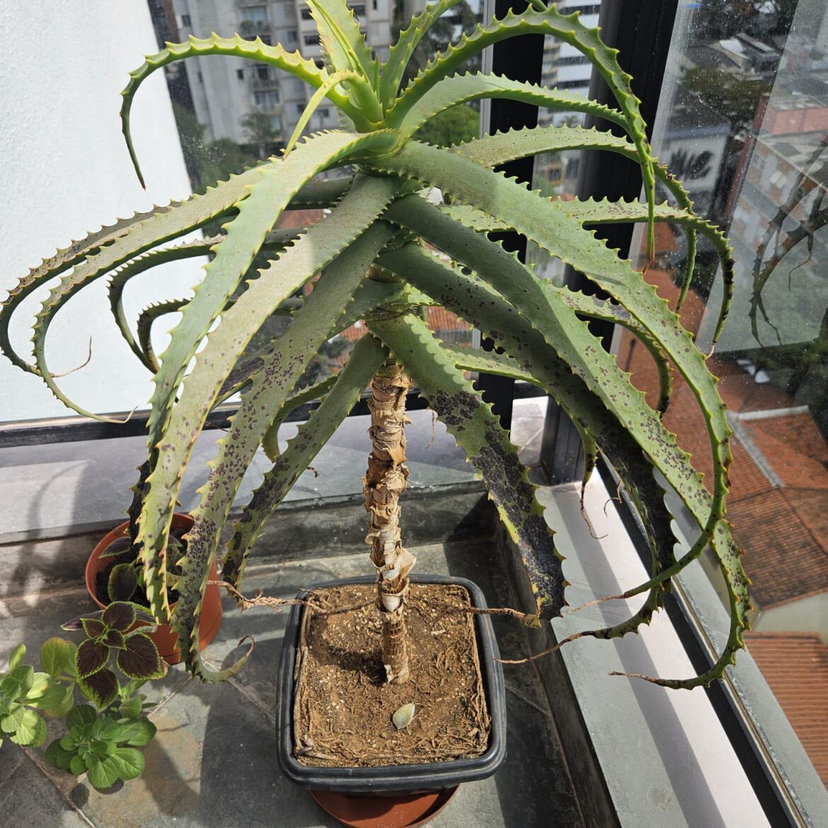 What are these black spots? What are these black spots?