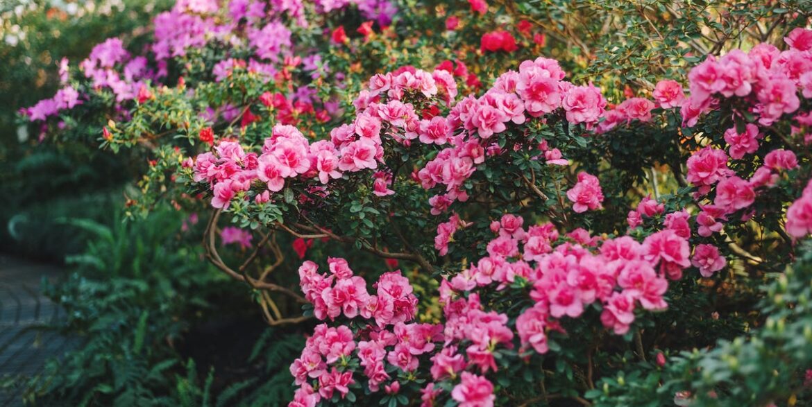 12 Toxic Plants You Could Be Growing In Your Garden Search