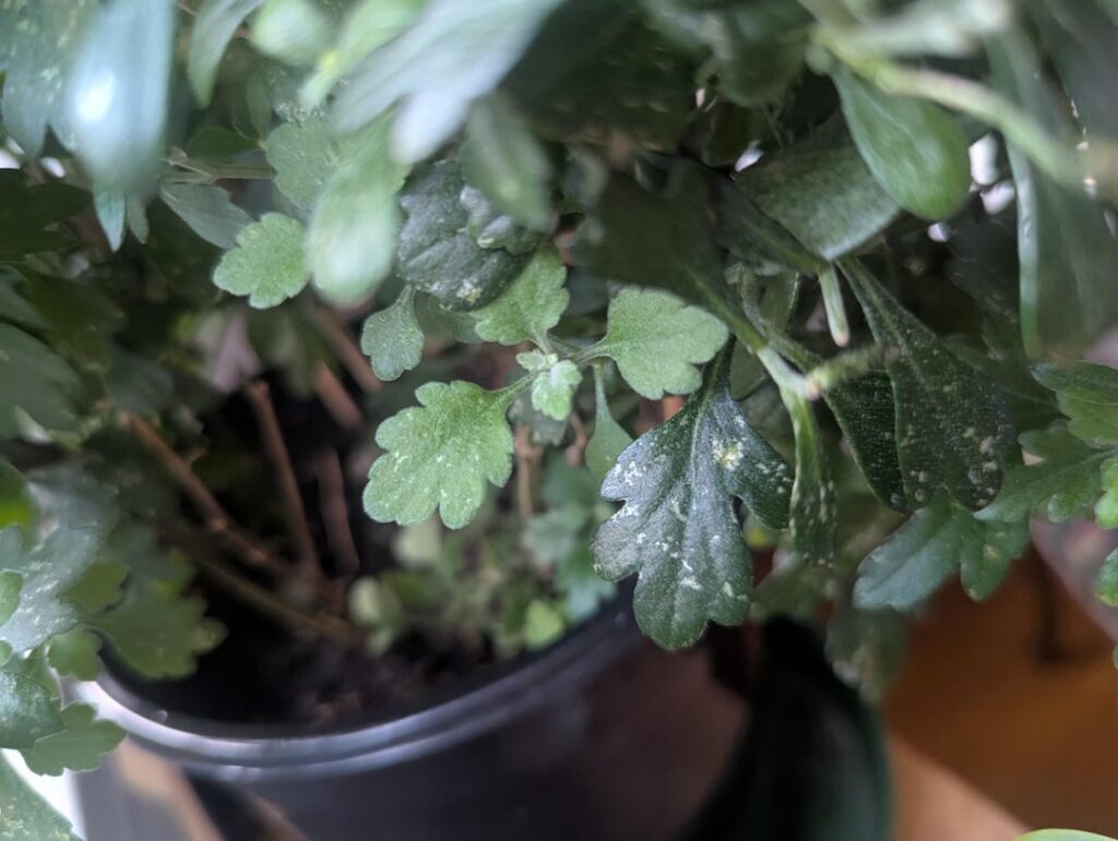 Ain’t no way these are thrips, right? Ain't no way these are thrips, right?