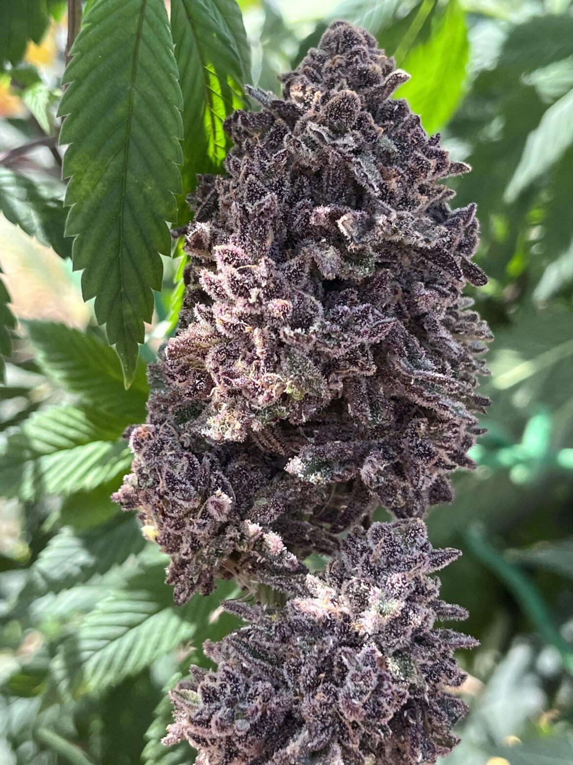 Cherry Pie