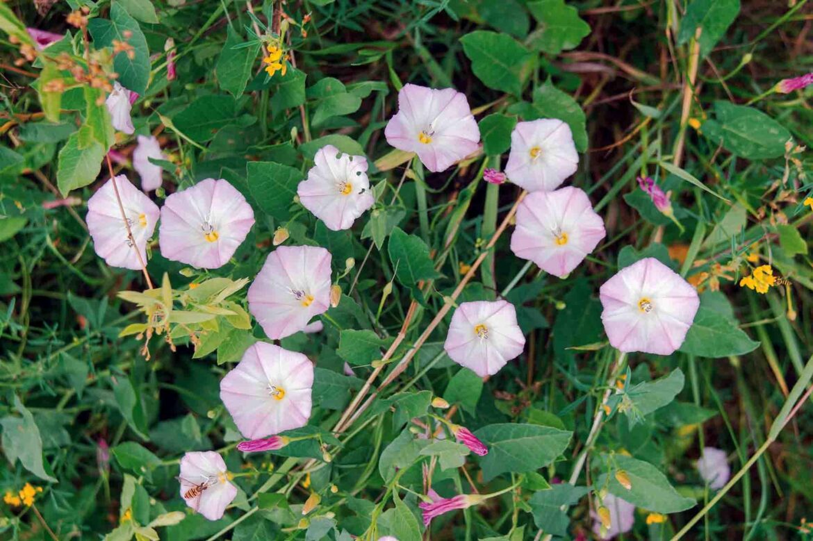Trying to pot field bindweed and failing Trying to pot field bindweed and failing