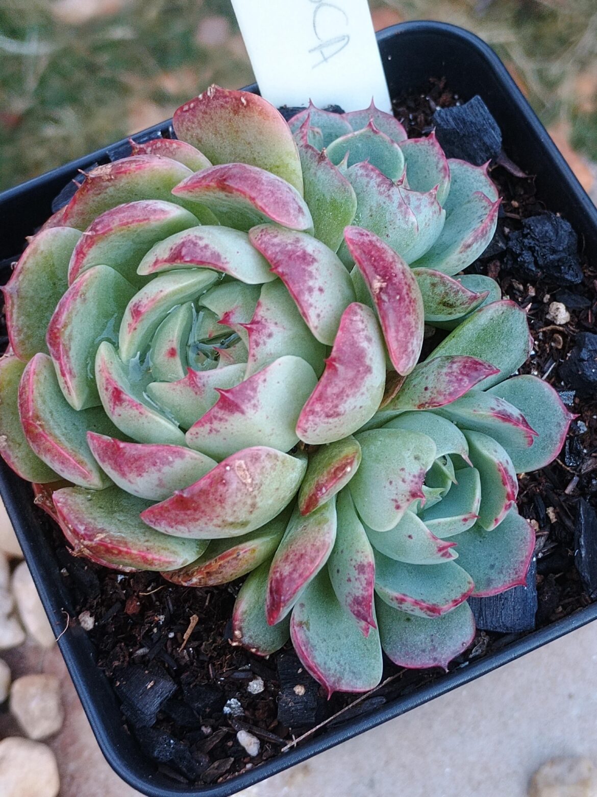 Echeveria 'Fresca'