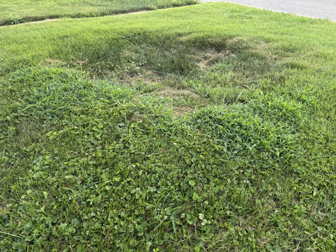 How do I properly fill in this pit from a removed tree stump? How do I properly fill in this pit from a removed tree stump?