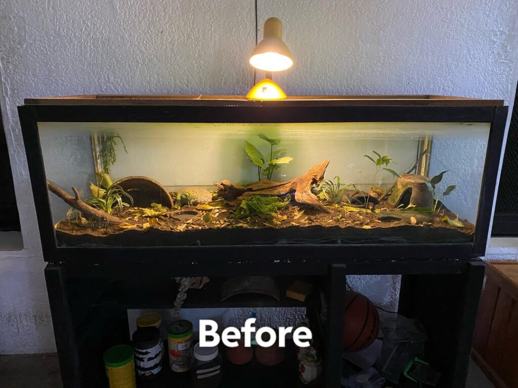 My vivarium setups before vs. now (56 gallon)