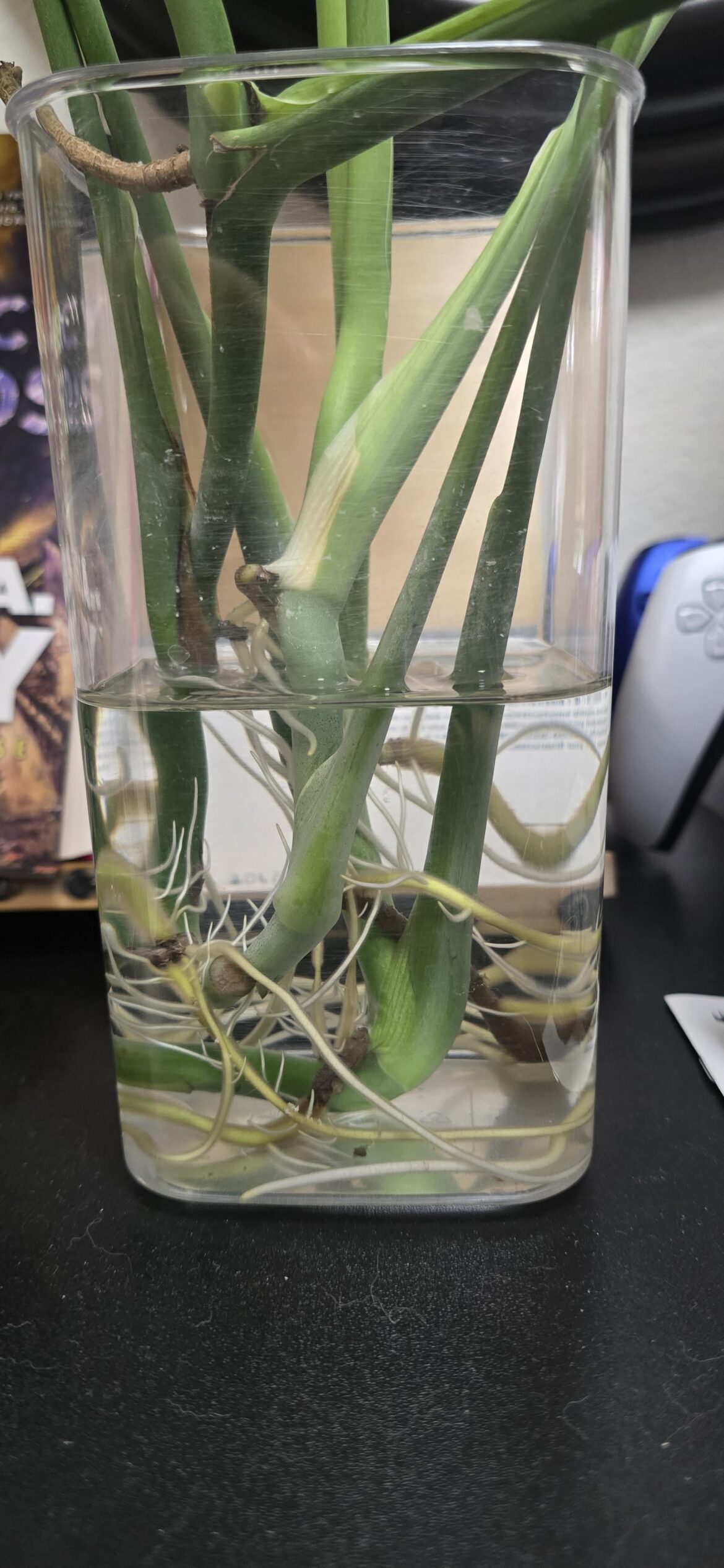 Is this enough rooting to pot my monsteras?