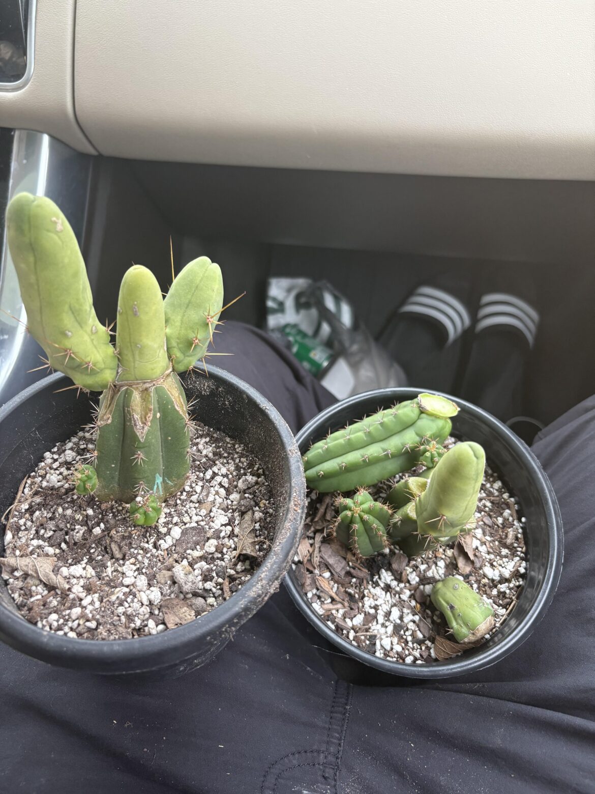All this for $50