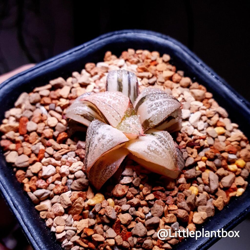 Haworthia Splendens 'Kintoun' Variegated A compact beauty that stays small and can develop gorgeous pinkish-red hues with age and light stress.