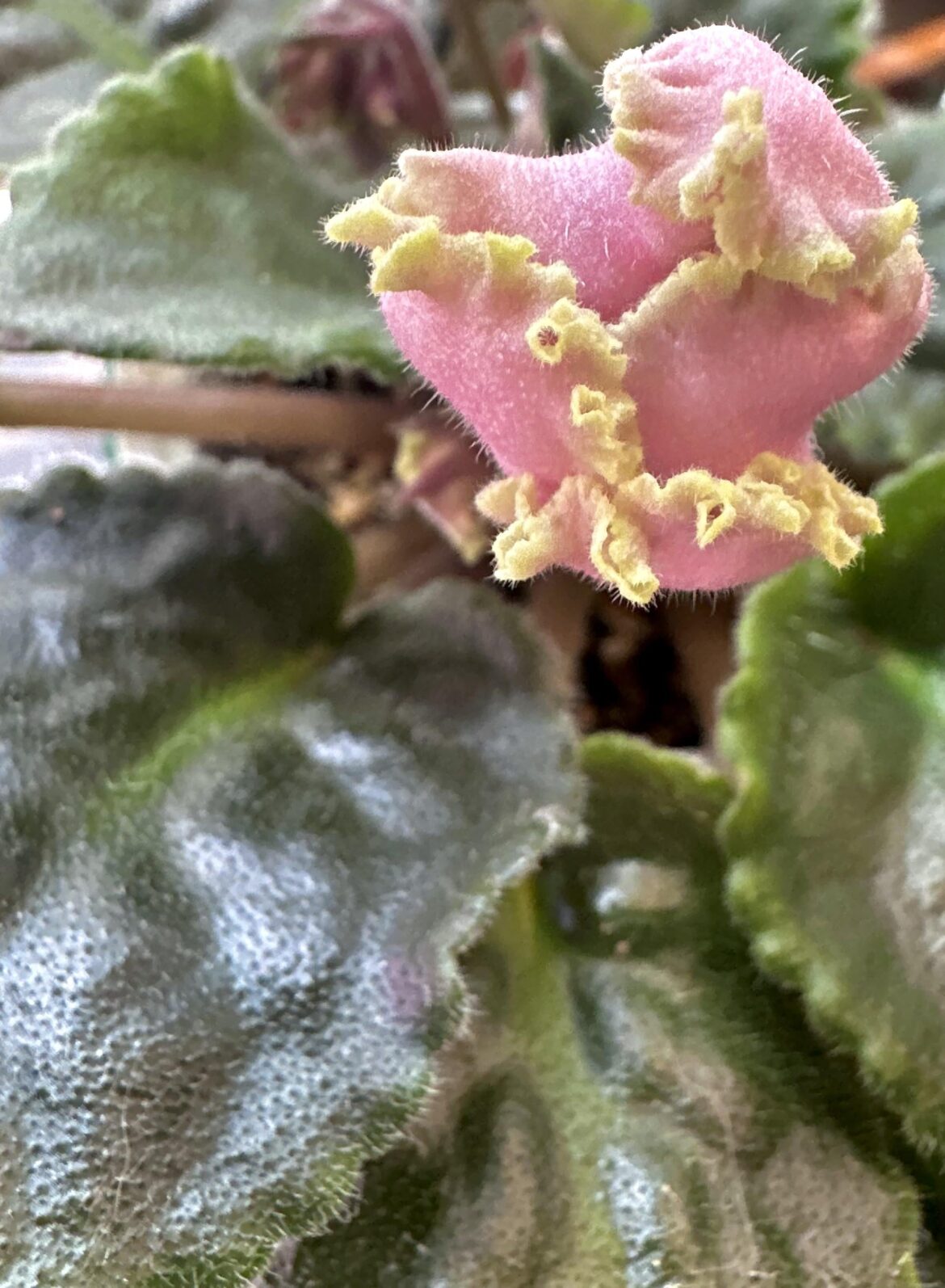 Show me your wishlist plants Show me your wishlist plants