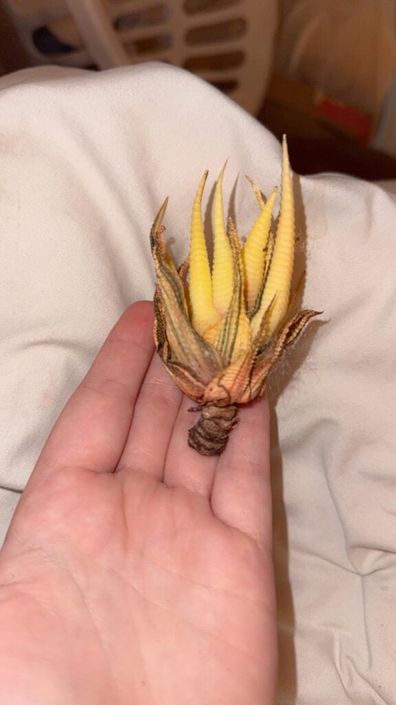 Etsy purchase plant didn’t go so well.. Etsy purchase plant didn’t go so well..