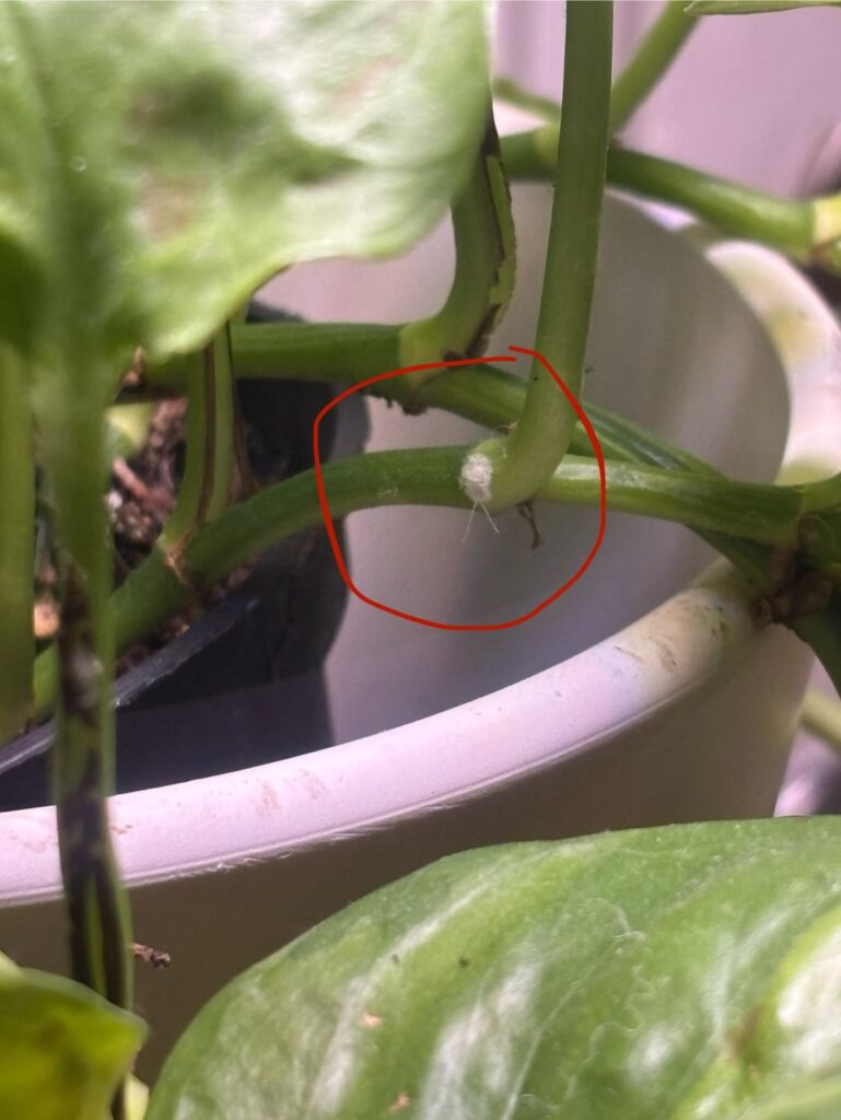 Is this a mealy bug ? Is this a mealy bug ?