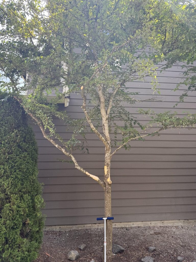Kids tore bark off tree; do I need to seal or clean it?