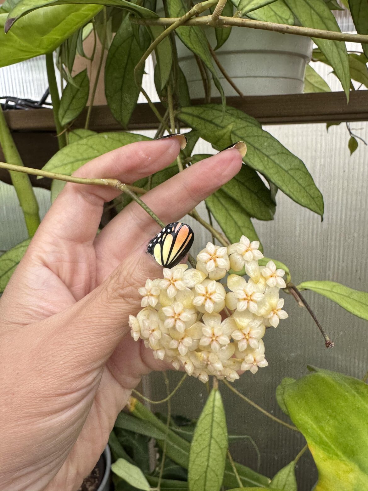 Just wanted to share!  My Hoya crassipetiolata bloomed!