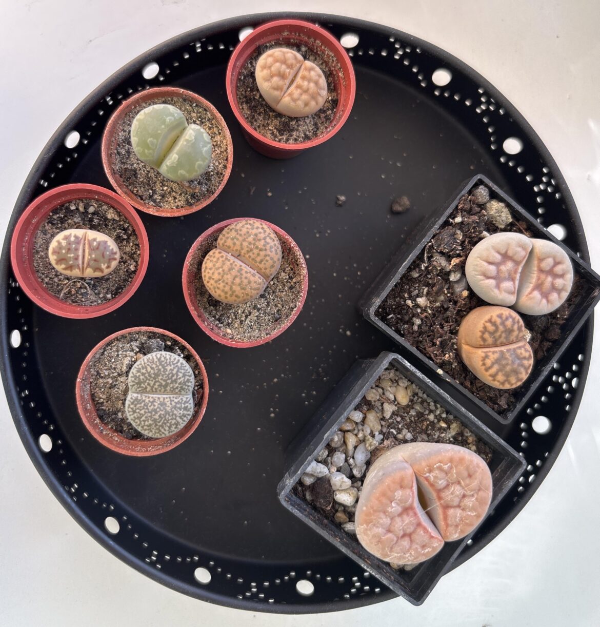 My first lithops ever