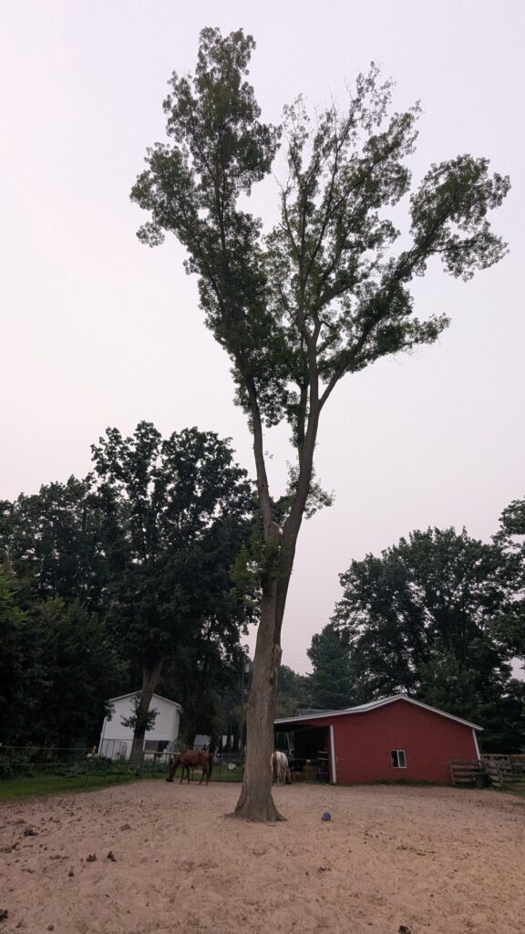 How soon should I remove this tree? How soon should I remove this tree?