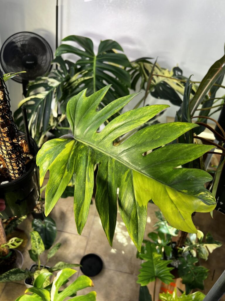 Variegated Philodendron Mayoi