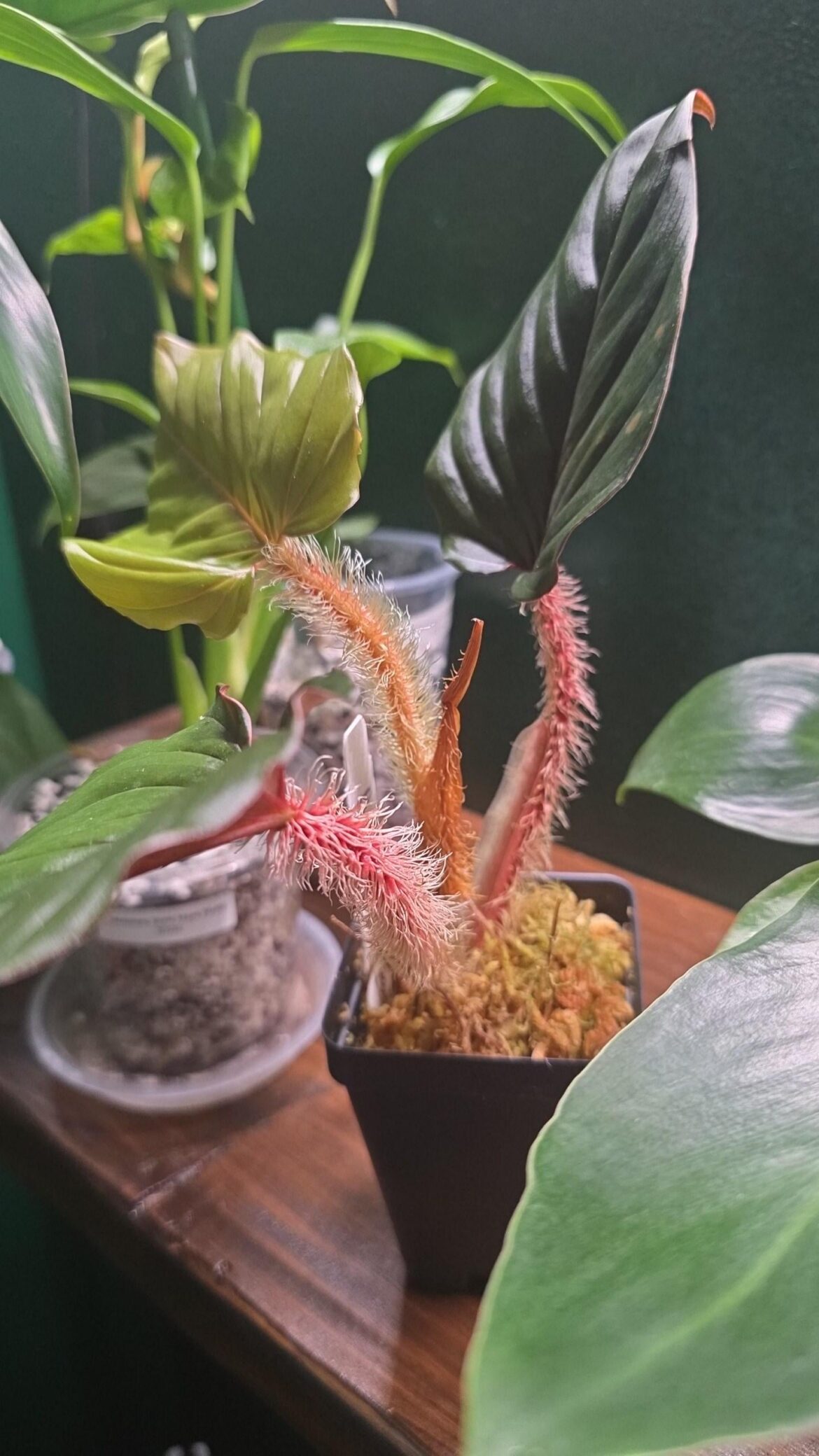 Philodendron Serpens