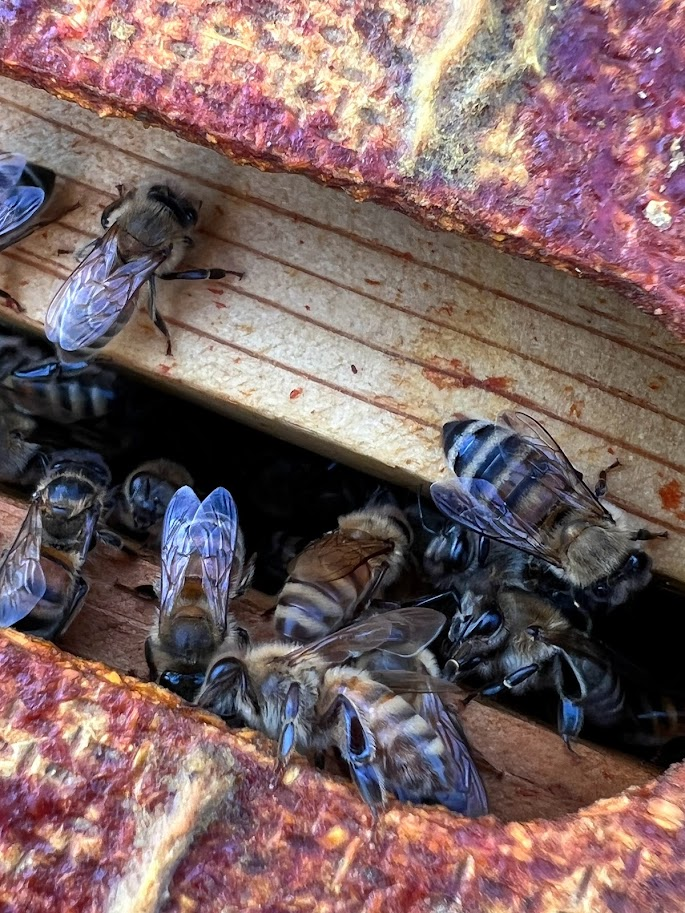 Home & Garden Digest – Santa Cruz Sentinel Home & Garden Digest – Santa Cruz Sentinel