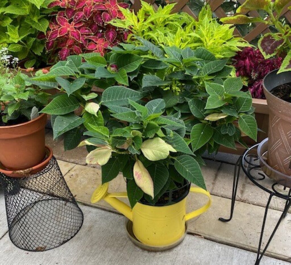 Poinsettia can become beautiful summertime plant - InForum