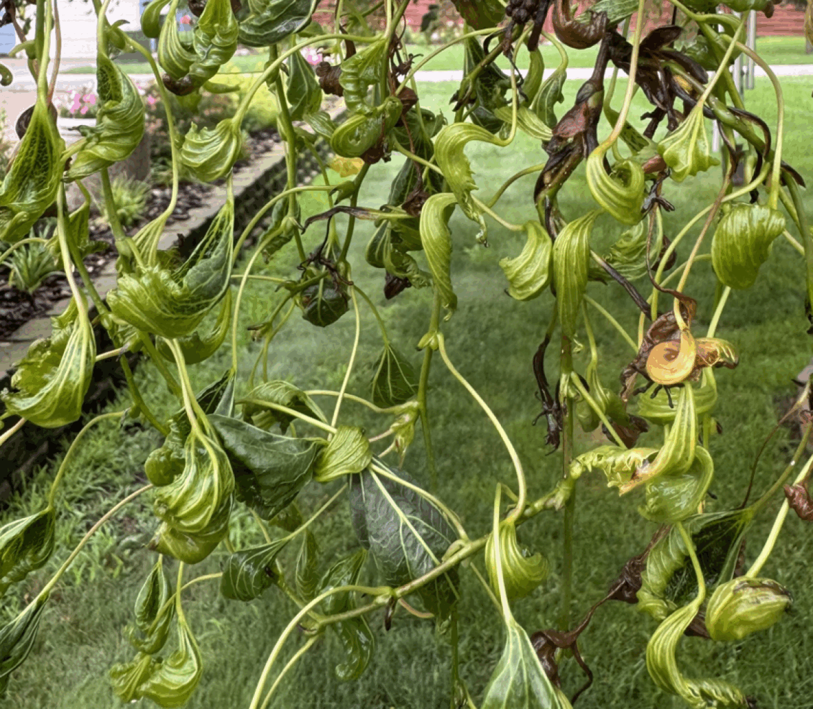 Curling tree leaves are classic indicator of herbicide damage – InForum Curling tree leaves are classic indicator of herbicide damage - InForum