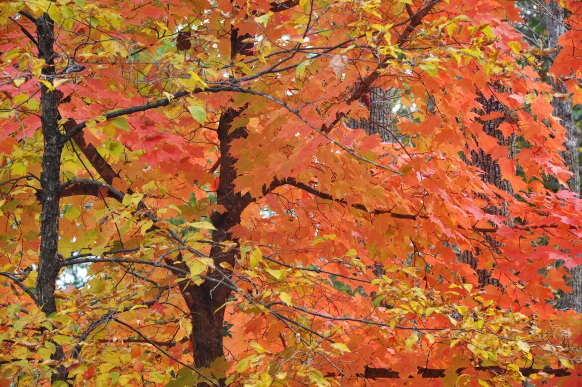 Master Gardener Sue Morris: Fall is excellent time to plant trees - West Central Tribune