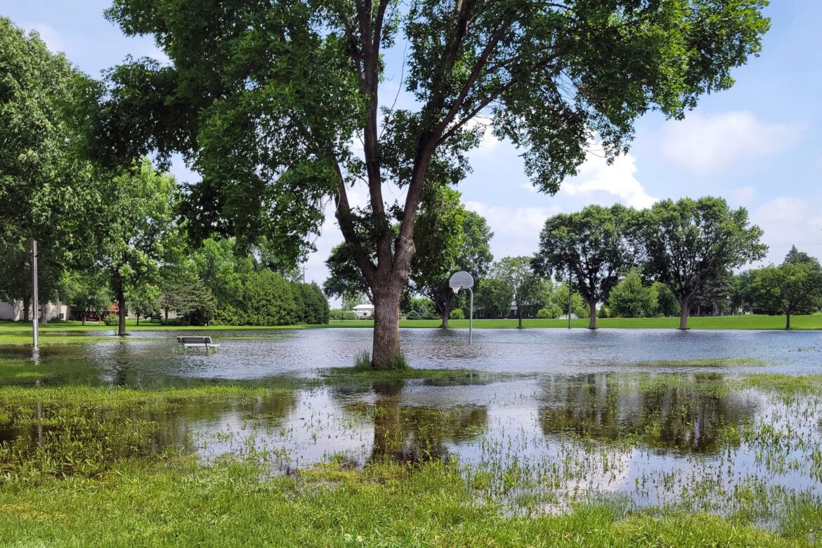 Master Gardener Sue Morris: Flood-stressed trees unable to recover take 3 to 5 years to die - West Central Tribune