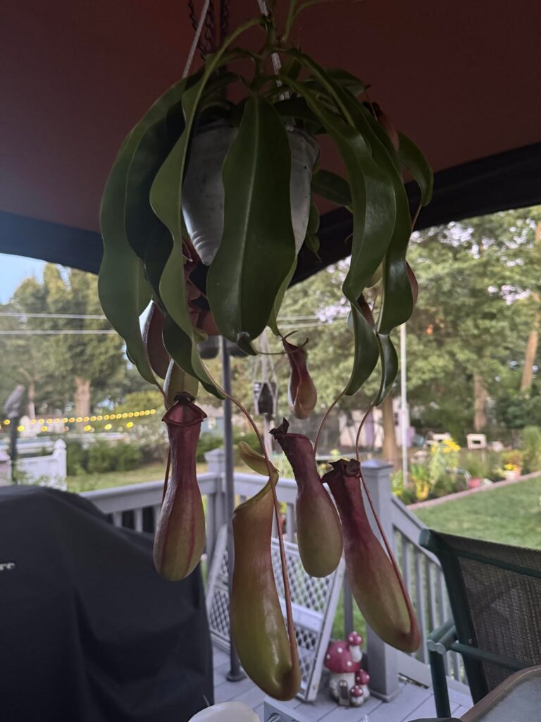 Just enamored with how the pitchers align