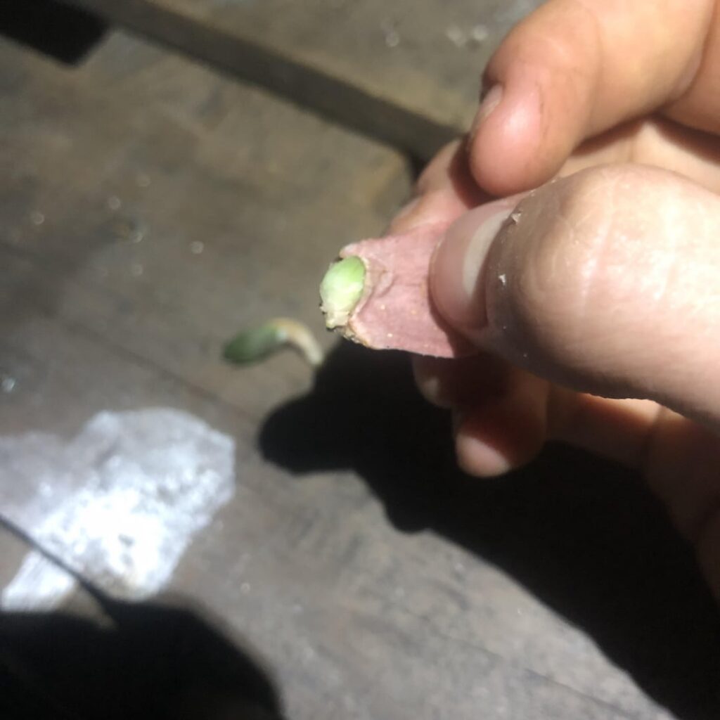 Never knew babies grew inside leaves.