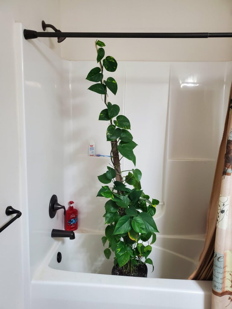 Yall how do I change her pole she 8-9 ft tall!