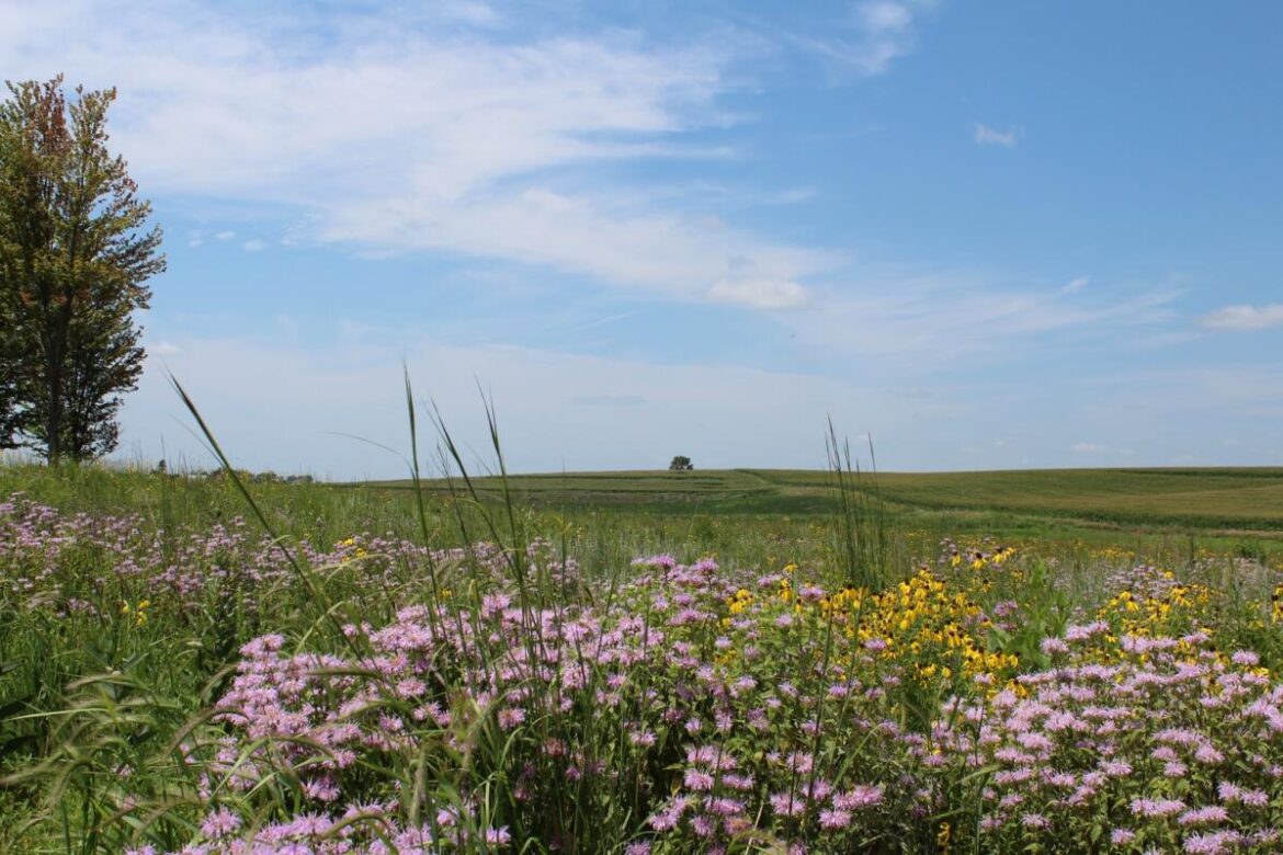 Jens Jensen Prairie brings Museum of Danish America full circle