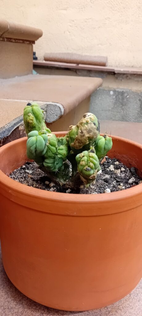Whats happening to my cactus
