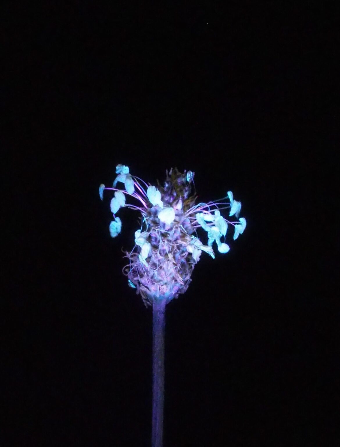 Buckhorn (Plantago lanceolata) anthers under UV, glowing like a lantern.