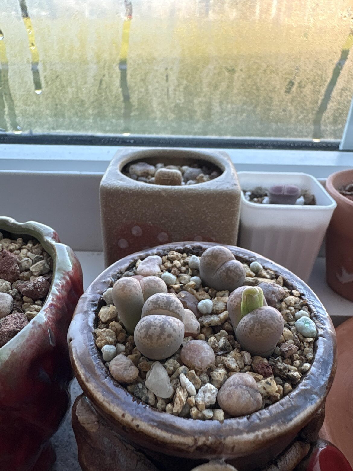 Woohoo!  Flower incoming!