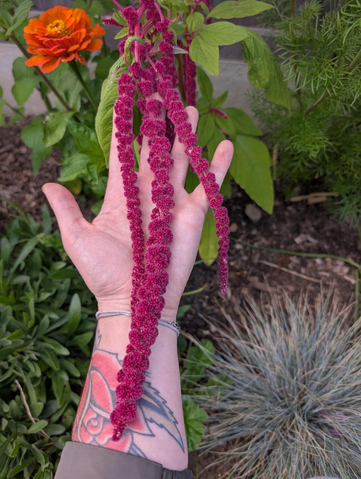 Having never grown amaranthus before the flowers are so amazing in person