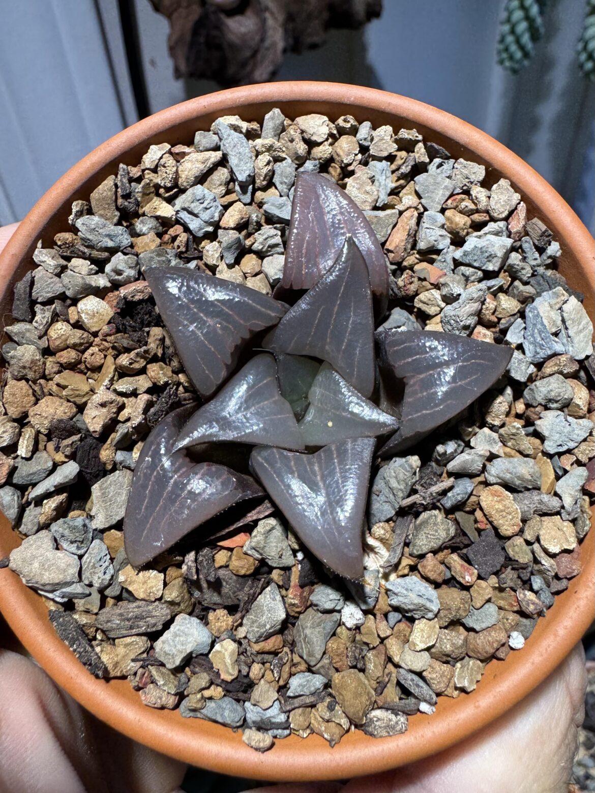 Does anyone have any pictures of H. ‘Tron’?