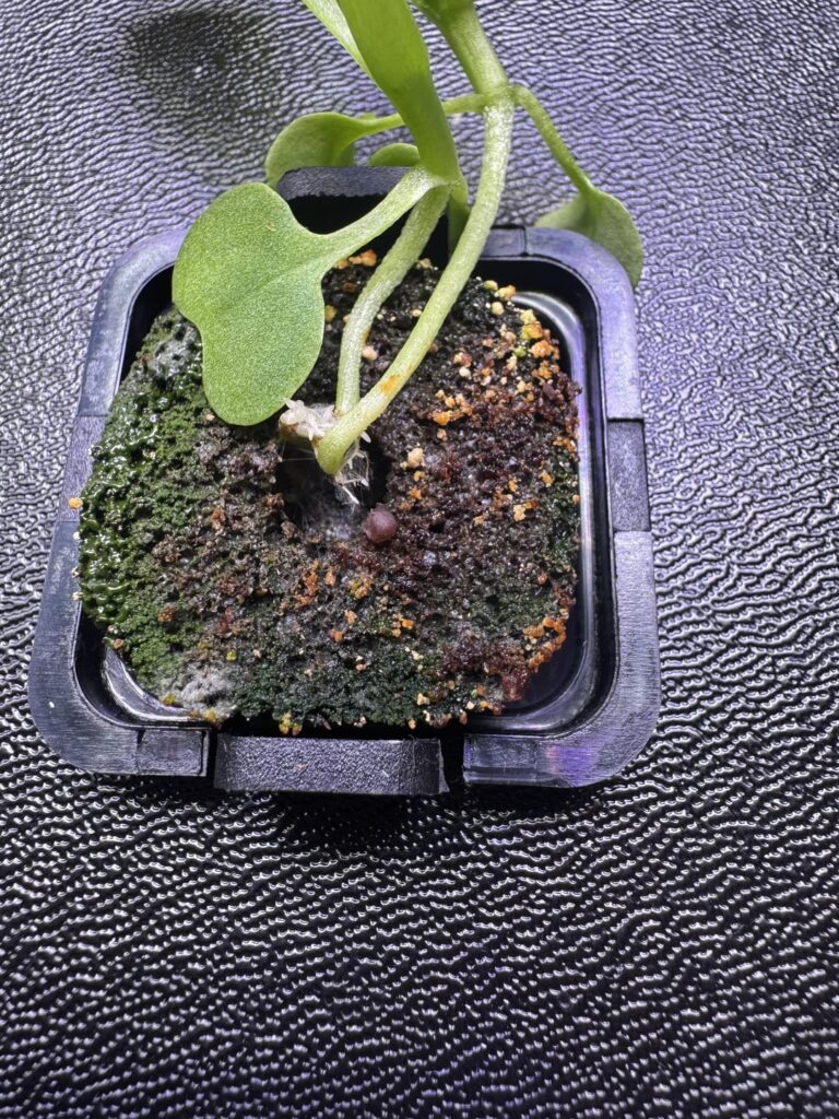 Growth on lettuce plugs in rise garden Growth on lettuce plugs in rise garden