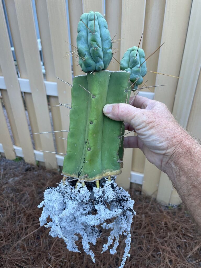 I started rooting this Eileen cut in mid February. As of 8-1 it had no roots.  Moved it from where it shaded for 3/4 of the day, to full sun for most of the day. Checked it this morning, 30 days later and holy shit! Root explosion!
