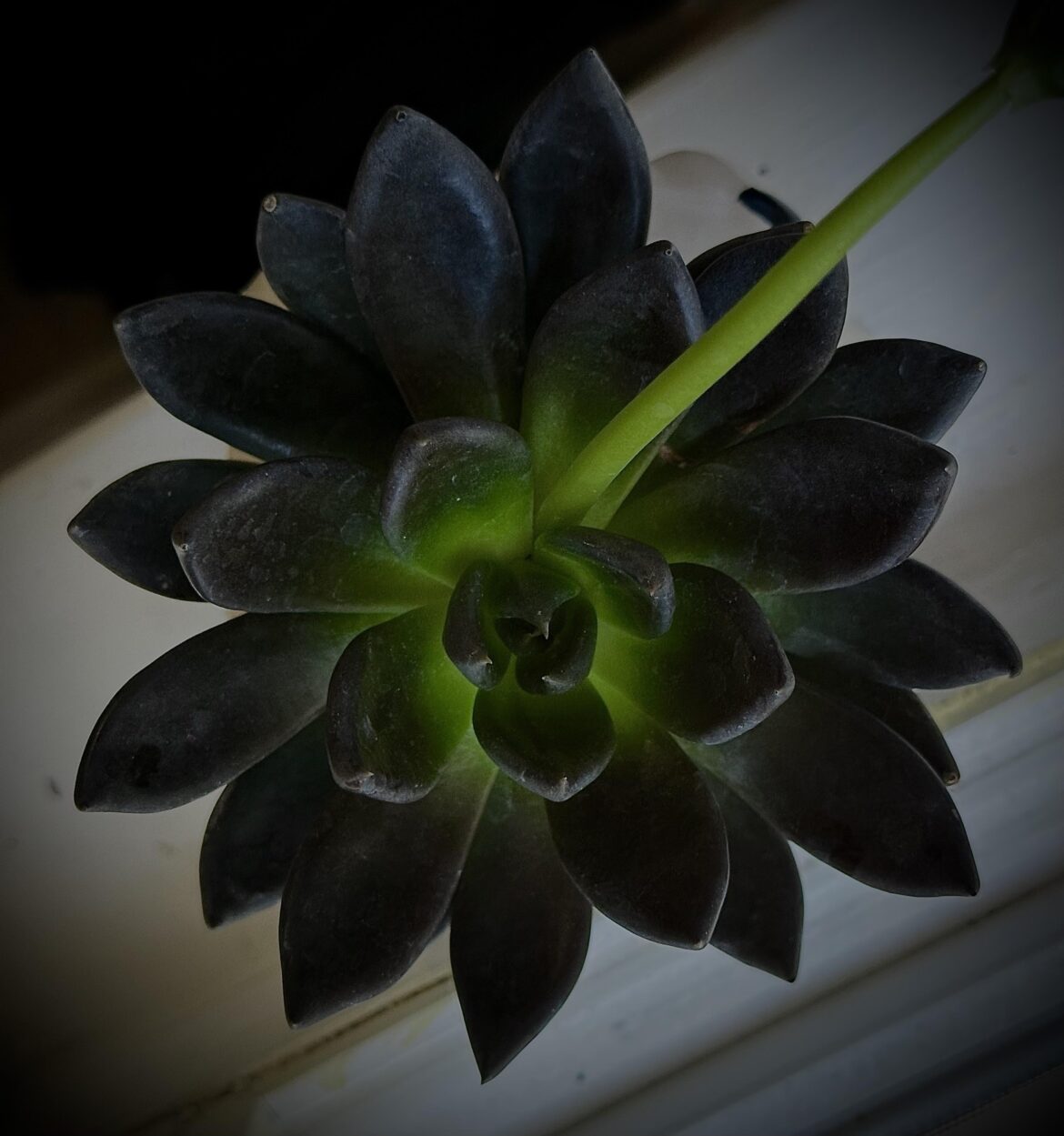 Tell me your favourite succulent ! Tell me your favourite succulent !