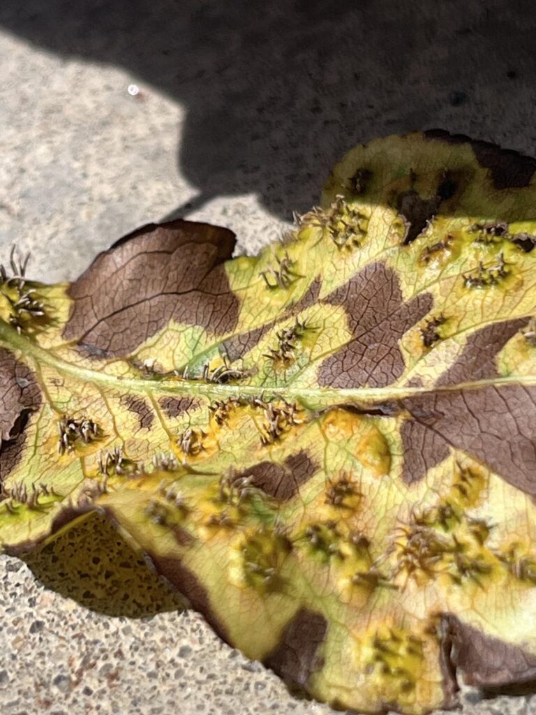 What’s killing this tree?