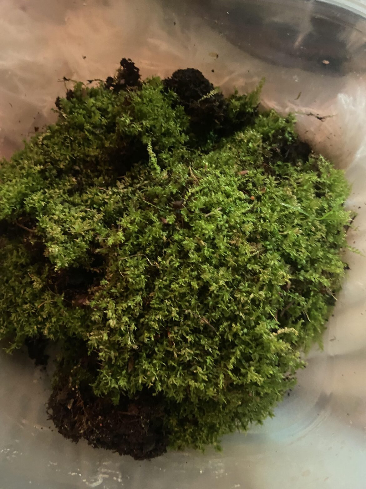 found this moss in my yard, how to wash pesticides?