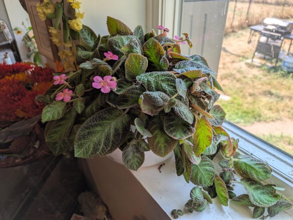 I love my episcia! I love my episcia!