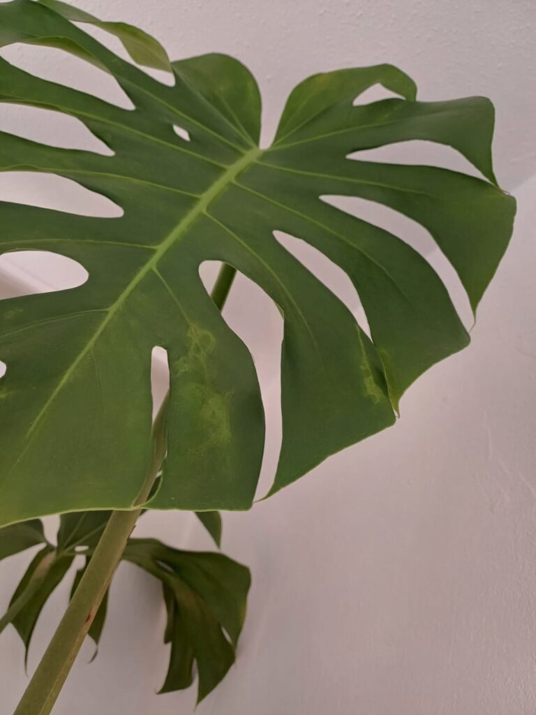 My monstera seems to be unhappy :(