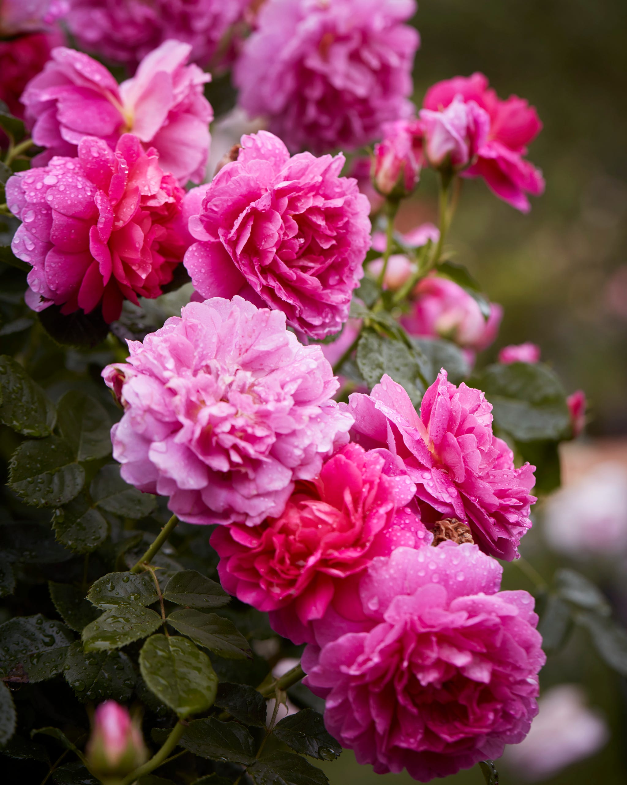 garden in the northern virginia home of master gardener, yvonne tsikata. princess anne david austin roses bloom in shades of deep to pale pink.